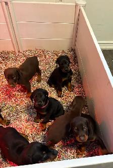100% European Doberman Puppies - Photo 6