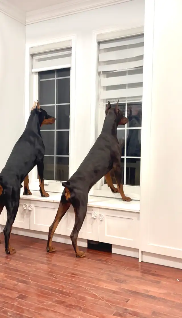 100% European Doberman Puppies - Photo 8