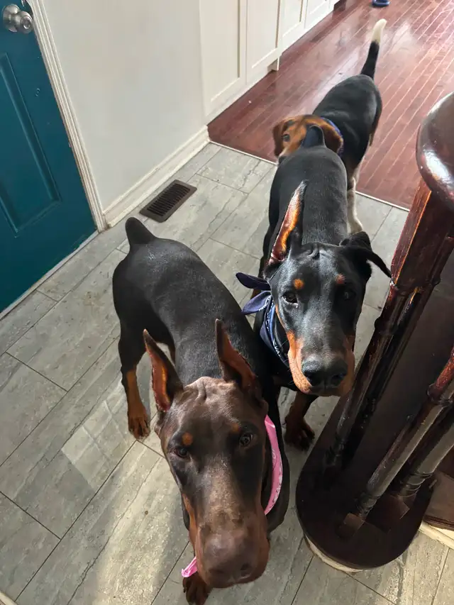 100% European Doberman Puppies - Photo 9