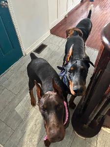 100% European Doberman Puppies - Photo 9