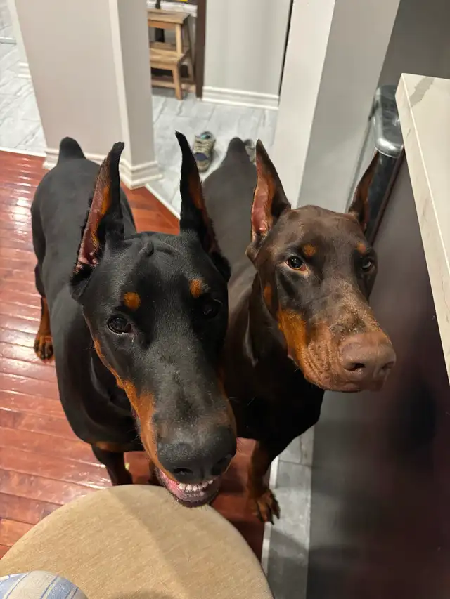 100% European Doberman Puppies - Photo 10
