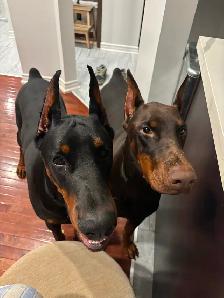 100% European Doberman Puppies - Photo 10