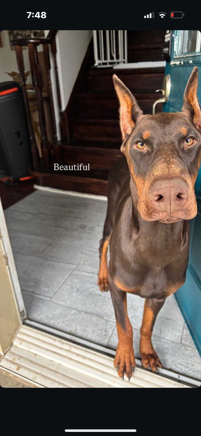 100% European Doberman Puppies - Photo 11