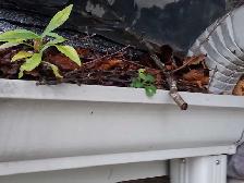 Gutter Cleaning & Power Washing – 45  Years Experience