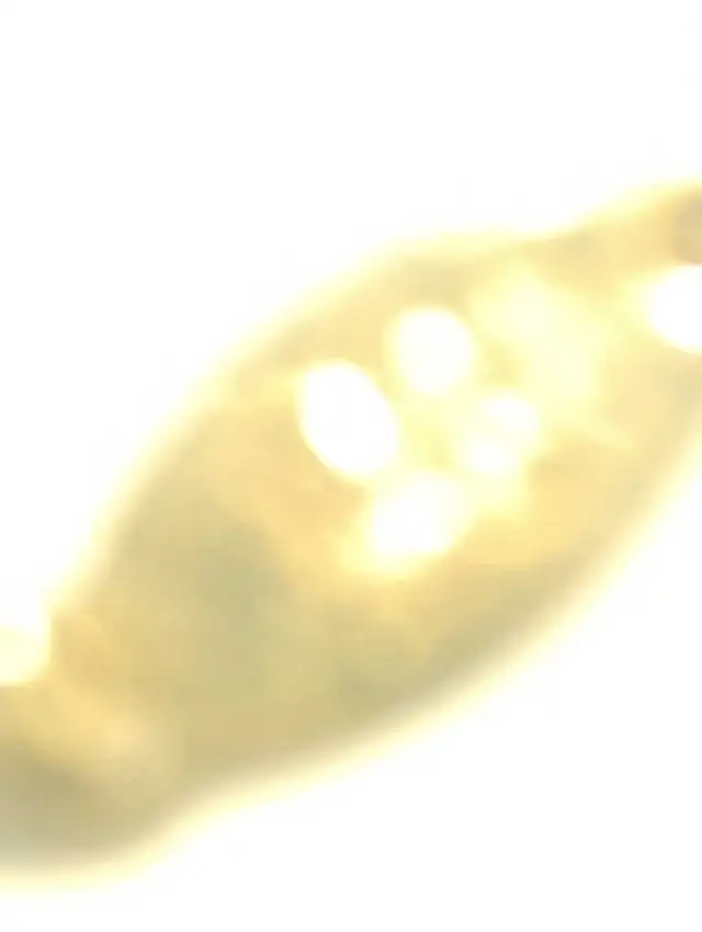 10k Italy solid 22 inc Yellow Gold.. chain or necklace