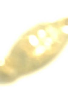 10k Italy solid 22 inc Yellow Gold.. chain or necklace