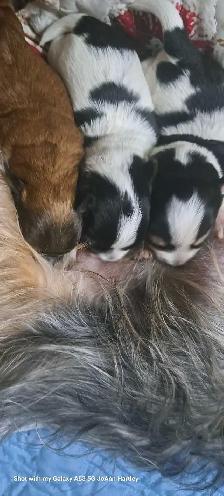 2 male parti yorkies and 1 female teacup yorkie puppy