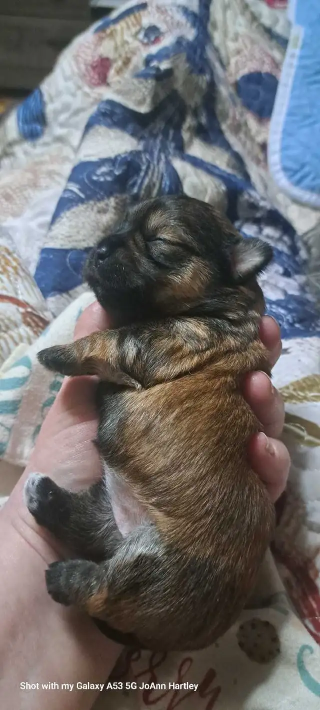 2 male parti yorkies and 1 female teacup yorkie puppy - Photo 2
