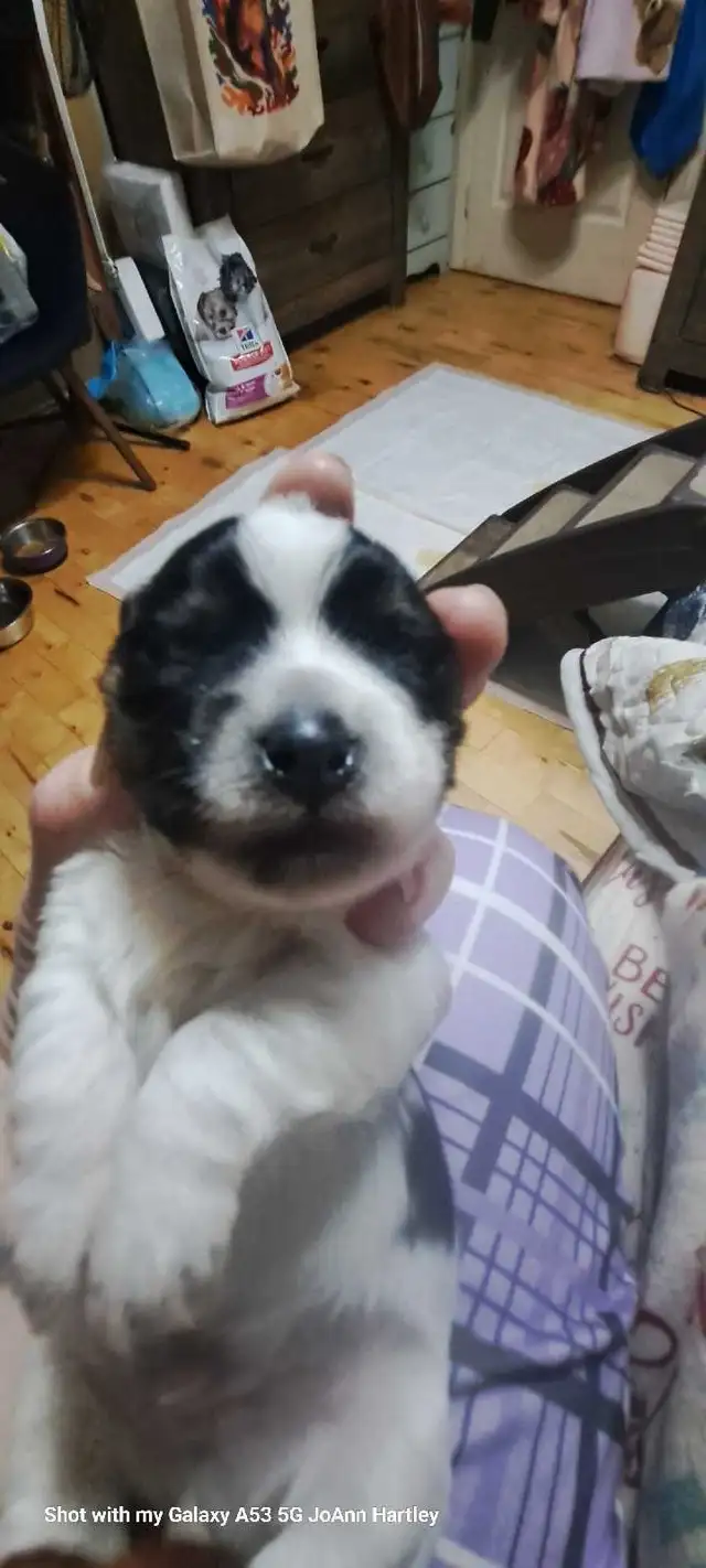 2 male parti yorkies and 1 female teacup yorkie puppy - Photo 3