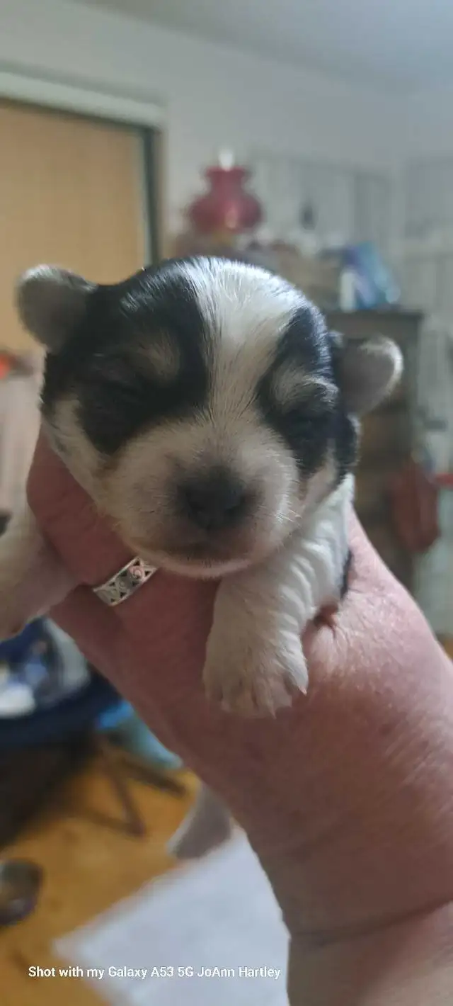 2 male parti yorkies and 1 female teacup yorkie puppy - Photo 4