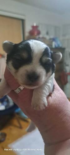 2 male parti yorkies and 1 female teacup yorkie puppy - Photo 4