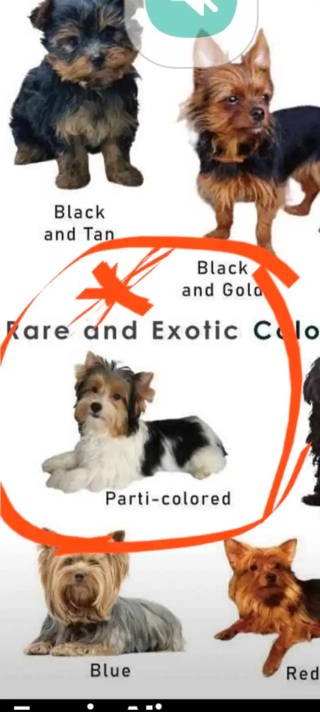 2 male parti yorkies and 1 female teacup yorkie puppy - Photo 5