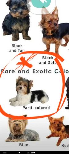 2 male parti yorkies and 1 female teacup yorkie puppy - Photo 5