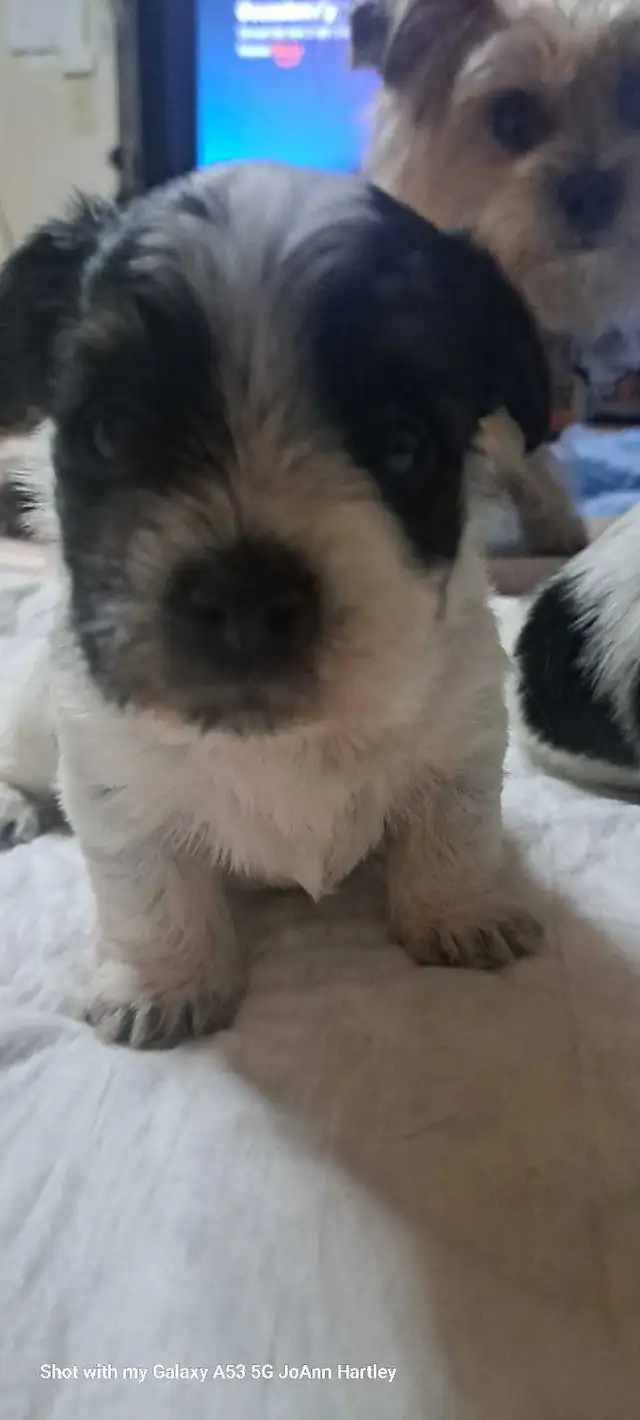 2 male parti yorkies and 1 female teacup yorkie puppy - Photo 6