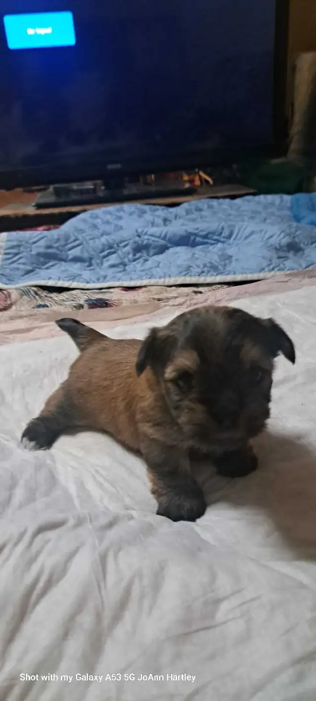 2 male parti yorkies and 1 female teacup yorkie puppy - Photo 7