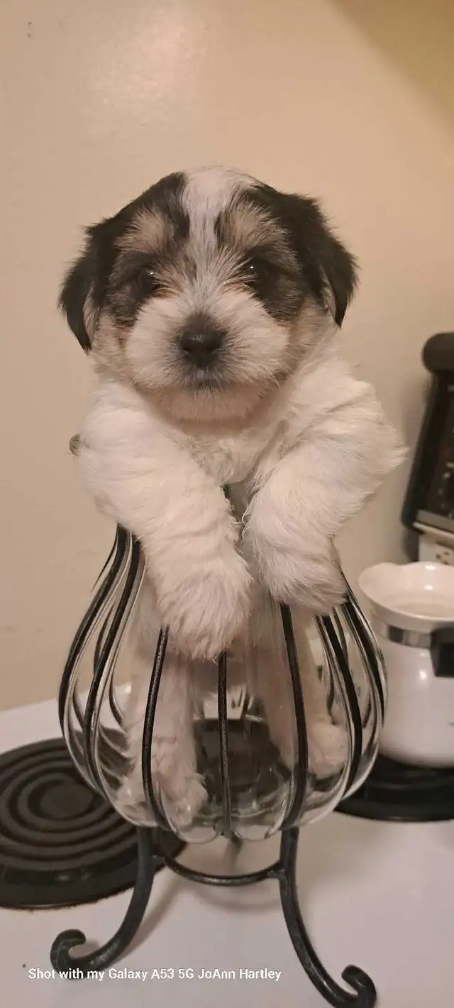 2 male parti yorkies and 1 female teacup yorkie puppy - Photo 8