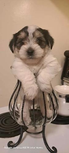 2 male parti yorkies and 1 female teacup yorkie puppy - Photo 8