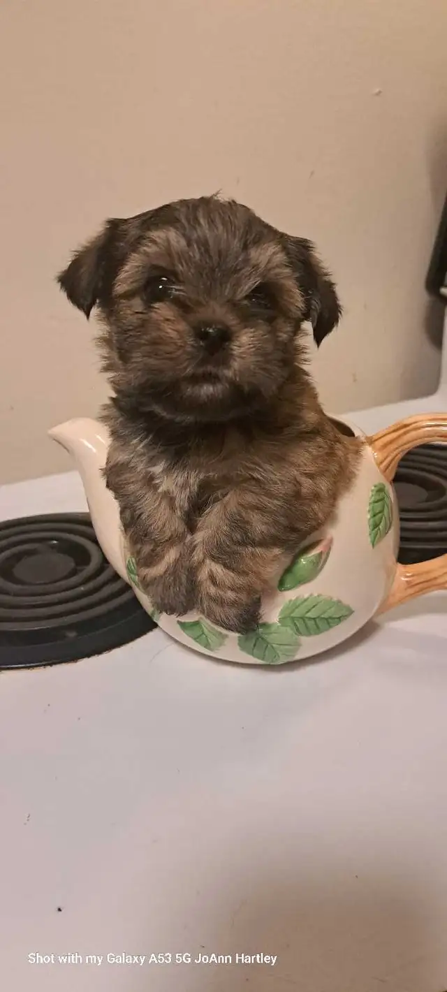 2 male parti yorkies and 1 female teacup yorkie puppy - Photo 9