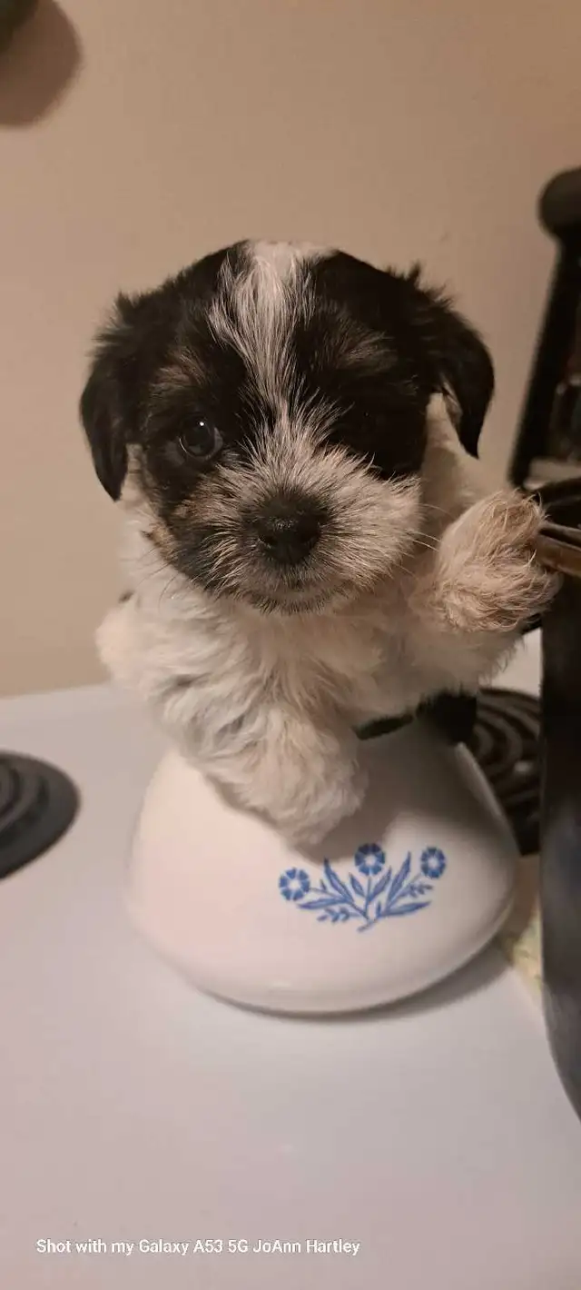 2 male parti yorkies and 1 female teacup yorkie puppy - Photo 10