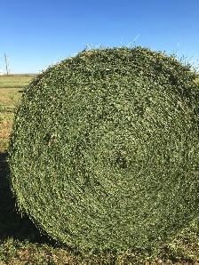 PREMIUM QUALITY ALFALFA HAY