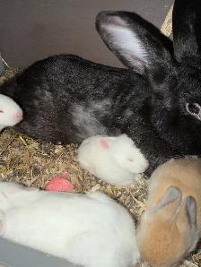 Baby bunnies