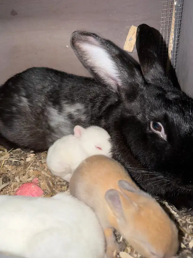 Baby bunnies - Photo 3