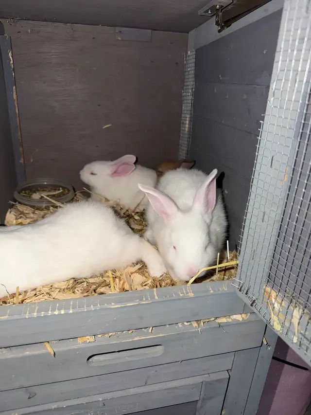 Baby bunnies - Photo 4