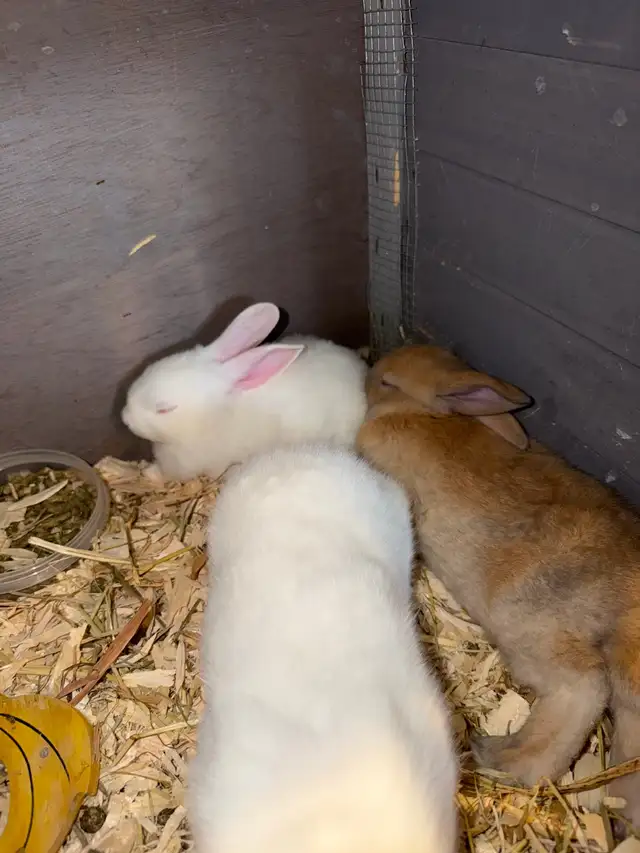 Baby bunnies - Photo 5