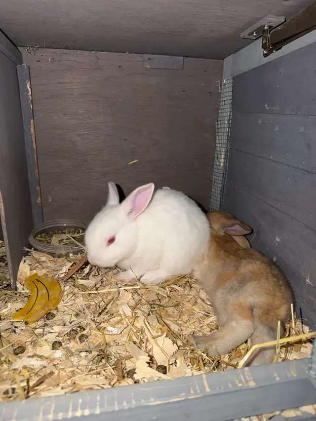 Baby bunnies - Photo 6
