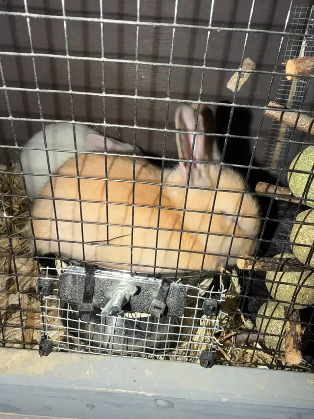 Baby bunnies - Photo 7