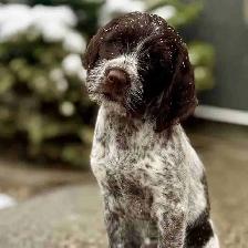 Spriffon Puppies / Spring Spaniel x Wirehaired Pointing Griffon