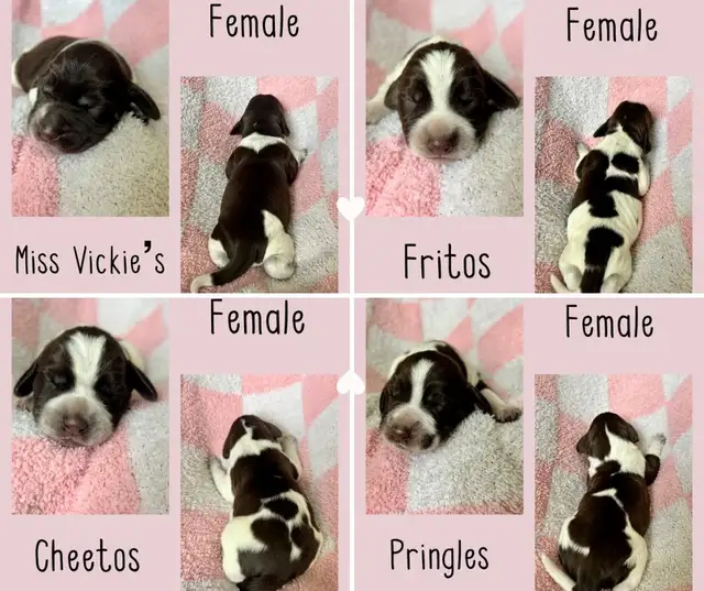 Spriffon Puppies / Spring Spaniel x Wirehaired Pointing Griffon - Photo 2