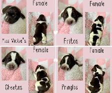 Spriffon Puppies / Spring Spaniel x Wirehaired Pointing Griffon - Photo 2