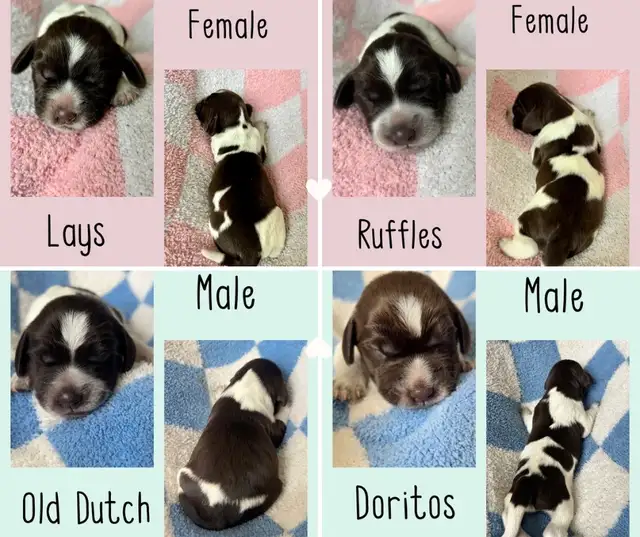 Spriffon Puppies / Spring Spaniel x Wirehaired Pointing Griffon - Photo 3