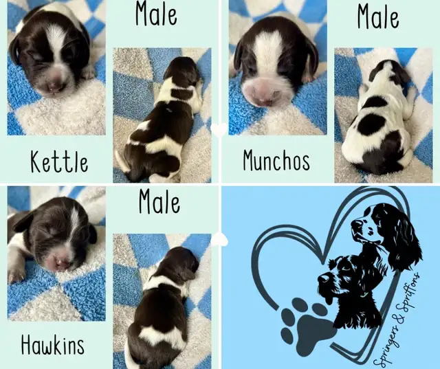 Spriffon Puppies / Spring Spaniel x Wirehaired Pointing Griffon - Photo 4