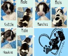 Spriffon Puppies / Spring Spaniel x Wirehaired Pointing Griffon - Photo 4