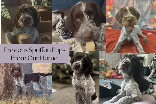 Spriffon Puppies / Spring Spaniel x Wirehaired Pointing Griffon - Photo 5