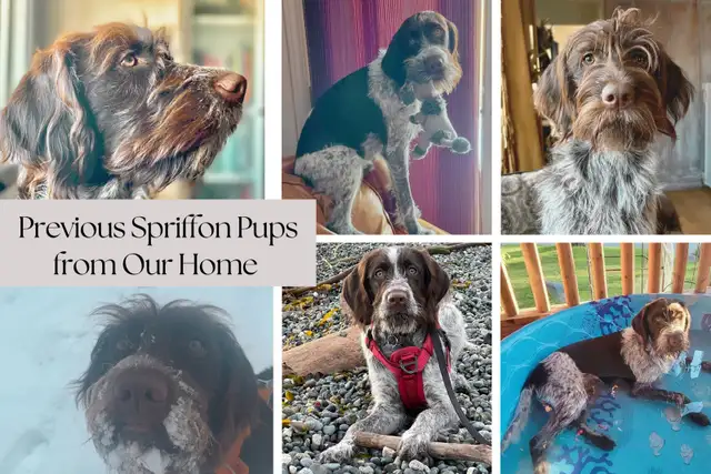 Spriffon Puppies / Spring Spaniel x Wirehaired Pointing Griffon - Photo 7