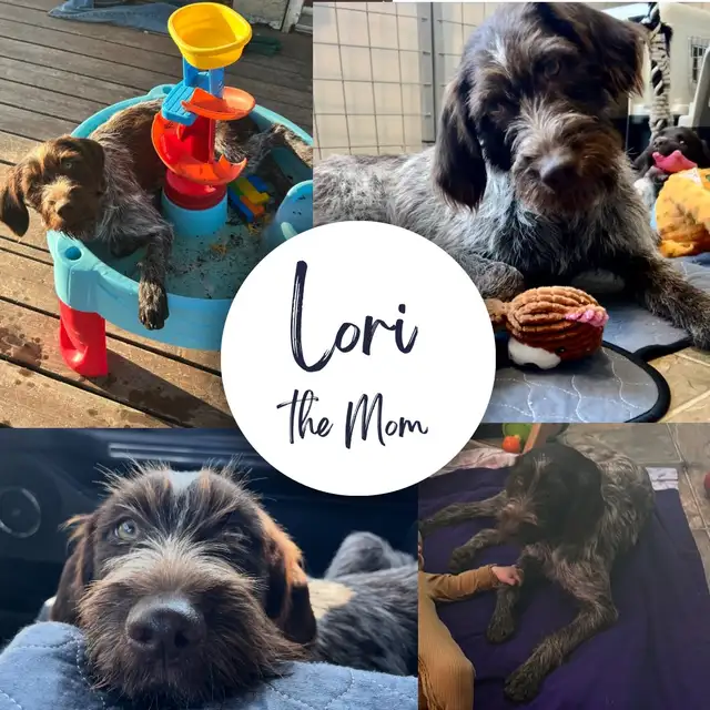 Spriffon Puppies / Spring Spaniel x Wirehaired Pointing Griffon - Photo 8