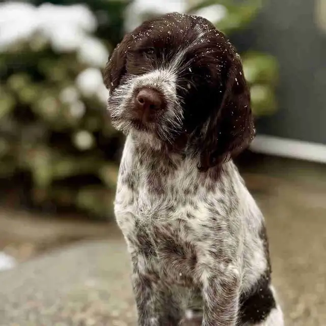 Spriffon Puppies /Springer Spaniel x Wirehaired Pointing Griffon