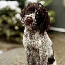 Spriffon Puppies /Springer Spaniel x Wirehaired Pointing Griffon