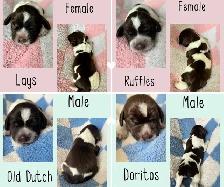Spriffon Puppies /Springer Spaniel x Wirehaired Pointing Griffon - Photo 3