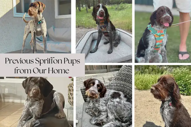 Spriffon Puppies /Springer Spaniel x Wirehaired Pointing Griffon - Photo 7