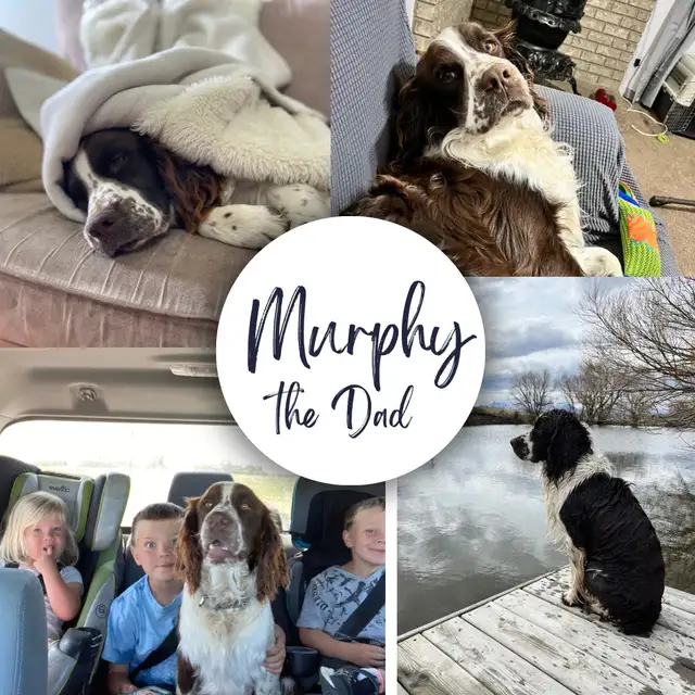 Spriffon Puppies /Springer Spaniel x Wirehaired Pointing Griffon - Photo 9