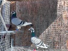 Racers Pigeons