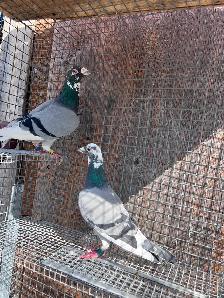 Racers Pigeons - Photo 2