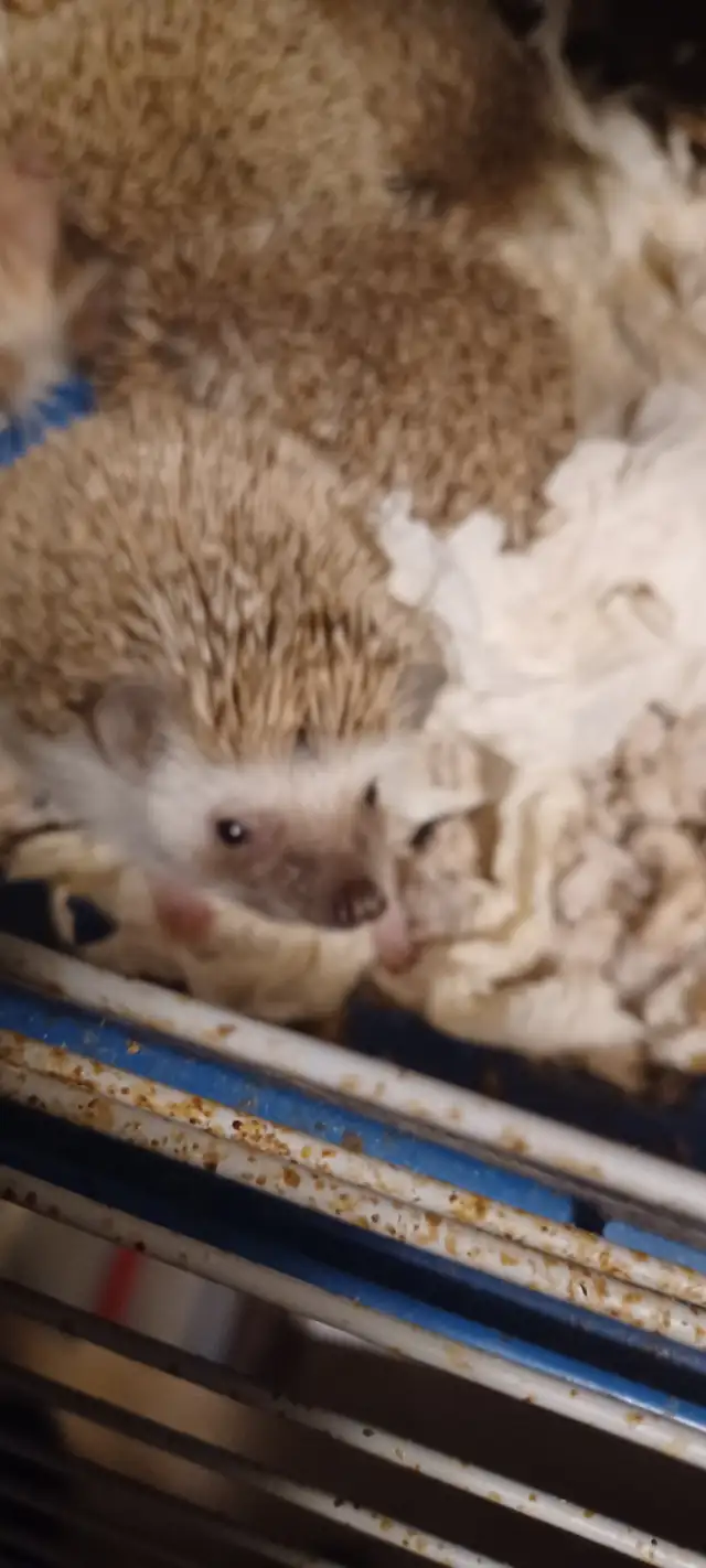 BABIES HEDGEHOGS - Photo 4