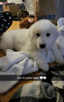Great Pyrenees Puppy Looking For A Loving Home