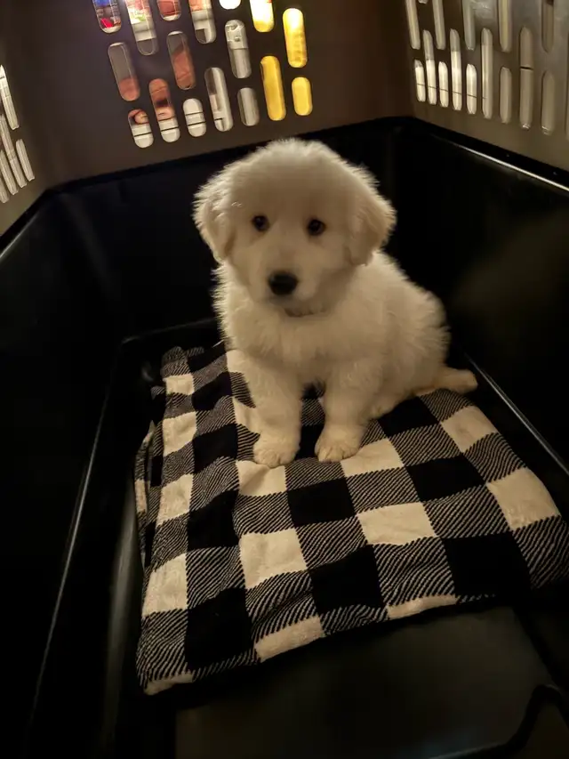 Great Pyrenees Puppy Looking For A Loving Home - Photo 2