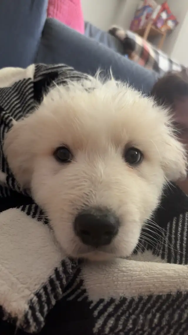Great Pyrenees Puppy Looking For A Loving Home - Photo 4